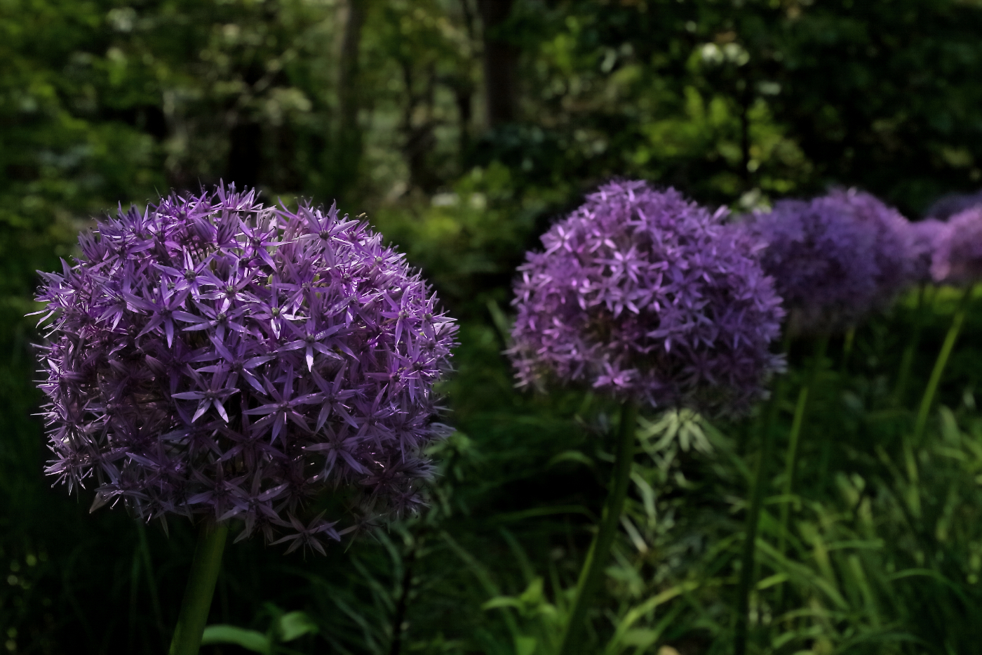 2011 05 28 IMG 32815e